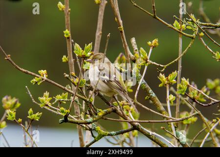 Fringilla coelebs famille Fringillidae Genre Fringilla chinchard commun mangeant des graines de sonflower dans une herbe, photo d'oiseau de la nature sauvage, photographie, wallpa Banque D'Images