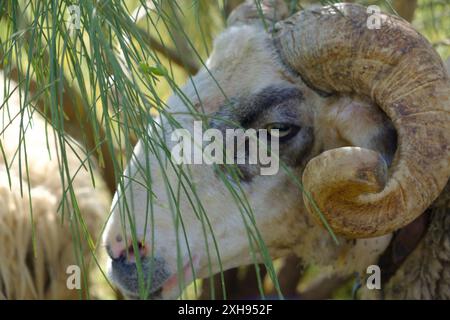 Mouton de montagne mâle à cornes de bélier avec collier, Saronida, Atticus oriental, Grèce Banque D'Images