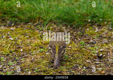 Fringilla coelebs famille Fringillidae Genre Fringilla chinchard commun mangeant des graines de sonflower dans une herbe, photo d'oiseau de la nature sauvage, photographie, wallpa Banque D'Images