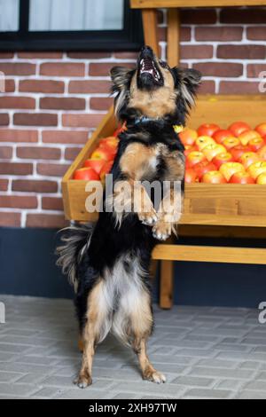 Il y a un chien debout à côté d'un groupe de pommes Banque D'Images