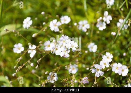 Belles fleurs blanches de Gypsophila repens, la gypsophila alpine, gros plan. souffle de bébé rampant. Fleurs sauvages de montagne. Banque D'Images