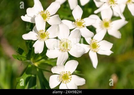 Belles fleurs blanches d'Anemonastrum narcissiflorum dans les montagnes. l'anémone narcisse. anémone à fleurs de narcisse. Banque D'Images