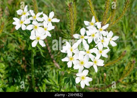 Belles fleurs blanches d'Anemonastrum narcissiflorum dans les montagnes. l'anémone narcisse. anémone à fleurs de narcisse. Banque D'Images