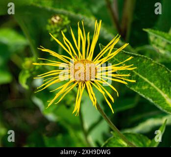 Grande aunée, guérir ou Marchalan (Inula helenium), plante médicinale Banque D'Images