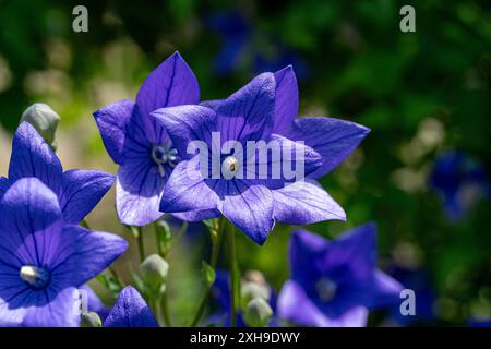 Fleur de ballon (Platycodon grandiflorus). Jardin botanique, KIT, Karlsruhe, Allemagne, Europe Banque D'Images