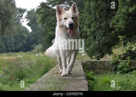 White Swiss Shepherd et Australian Shepherd marchent sur un mur en direction de la caméra, haletant Banque D'Images