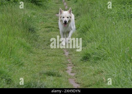 White Swiss Shepherd et Australian Shepherd marchent le long d'un sentier à travers l'herbe vers la caméra Banque D'Images