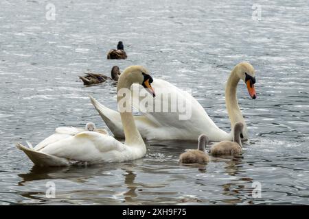 Une famille de cygnes nage dans un lac. Deux cygnes adultes, dont un avec un cygnet niché sous son aile, nagent ensemble, tandis que deux autres Cygnets suivent derrière eux. Banque D'Images