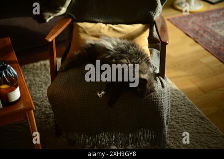 chat noir long dormant sur un fauteuil Banque D'Images