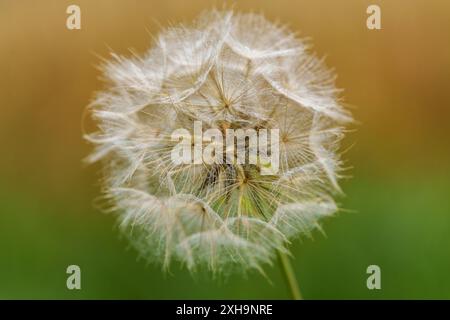 Magnifique photo macro d'une tête de pissenlit avec un arrière-plan doux, parfait pour le contenu sur le thème de la nature. Banque D'Images