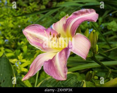 Fleur rose pâle centrée crème du lys pérenne rustique parfumé, Hemerocallis 'Catherine Woodbery' Banque D'Images