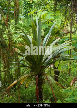 Feuillage large et glauque du chou de montagne à moitié rustique, Cordyline indivisa, dans une forêt ombragée Banque D'Images