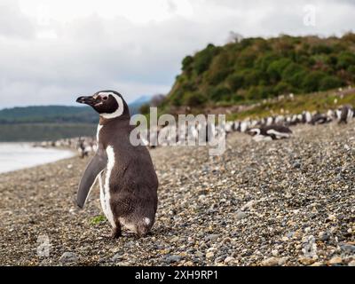 Un pingouin debout sur une plage en Terre de feu Banque D'Images