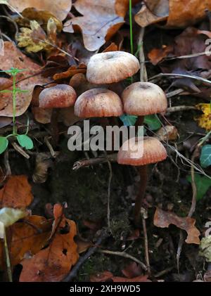 Le Deceiver, Laccaria laccata, Hydnangiaceae. Un champignon boisé. Banque D'Images