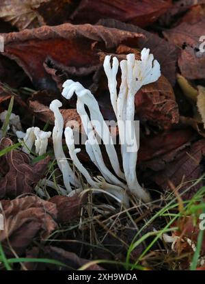 Champignon du corail ivoire ou du corail blanc, Ramariopsis kunzei, Clavariaceae. Banque D'Images