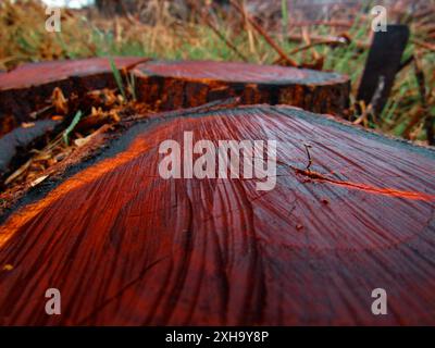 Plan macro de grain de bois sur un Stump d'arbre Banque D'Images