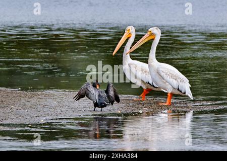 Pélican blanc d'Amérique, Pelecanus erythrorhynchos, reposant sur le rivage par un cormoran à double crête, Phalacrocorax auritus, Monterey Bay Nation Banque D'Images