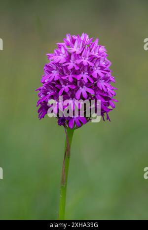 Orchidée pyramidale, Anacamptis pyramidalis, gros plan avec fond diffus Banque D'Images