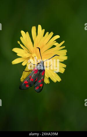 6 tache Burnet Moth, Zygaena filipendulae, sur la fleur de Ragwort, Senecio jacobaea Banque D'Images