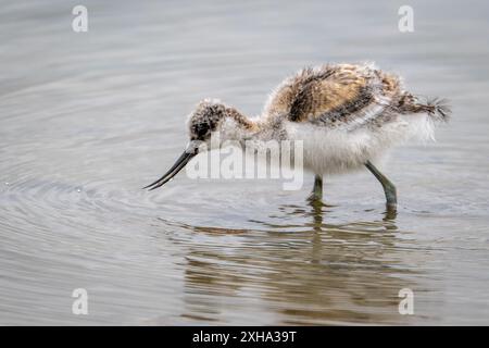 Avocet, Recurvirostra avosetta, poussins qui pataugent et se nourrissent Banque D'Images