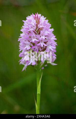 Orchidée pyramidale, Anacamptis pyramidalis, gros plan avec fond diffus Banque D'Images