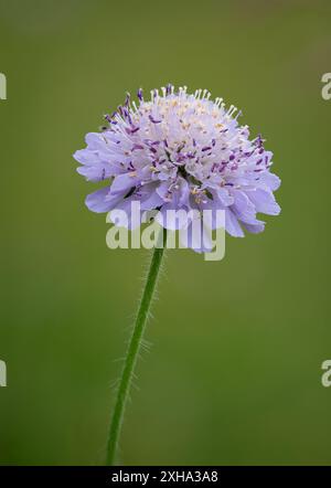 Petite fleur Scabious, Scabiosa columbaria, gros plan avec fond diffus Banque D'Images