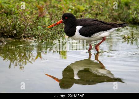 Oystercatcher eurasien, Haematopus ostralegus, pataugant avec un reflet clair Banque D'Images