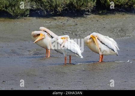 Pélican blanc d'Amérique, Pelecanus erythrorhynchos, preening, Monterey Bay National Marine Sanctuary, Monterey Bay, Californie, États-Unis Banque D'Images