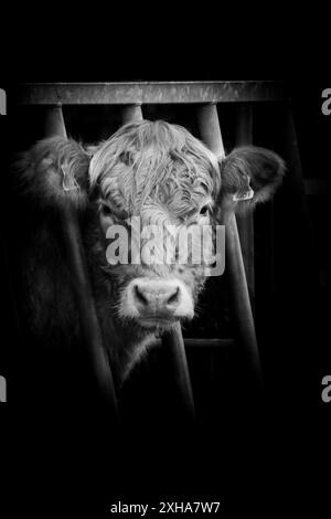 Une vache montagneuse se nourrissant dans une grange tirée en noir et blanc. Banque D'Images