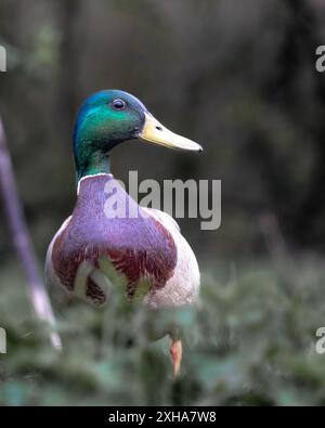 Une photo du magnifique drake de colvert qui montre l'iridescence de ses plumes comme ils attrapent la lumière. Banque D'Images