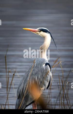 Photographie d'un héron posant à Grasmere dans le Lake District britannique Banque D'Images