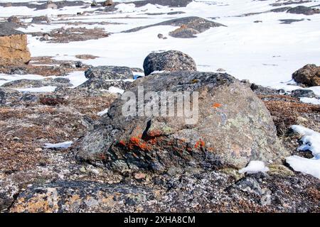 Lichens poussant sur les roches pendant le dégel printanier à Iqaluit, Nunavut, Canada Banque D'Images