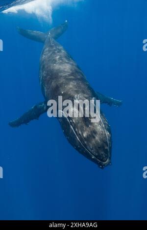 Baleine à bosse, Megaptera novaeangliae, Moorea, Polynésie française, Océan Pacifique Sud Banque D'Images