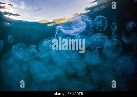 Agrégation de méduses lunaires, Aurelia aurita, Raja Ampat, Papouasie occidentale, Indonésie, océan Pacifique Banque D'Images