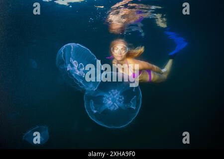 Moon Jellyfish, Aurelia aurita, Raja Ampat, Papouasie occidentale, Indonésie, océan Pacifique Banque D'Images