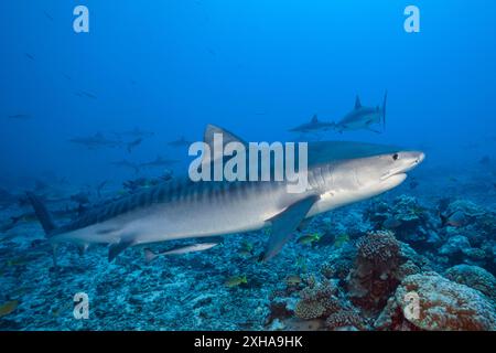 Requin tigre, Galeocerdo cuvier, sur le récif corallien, Tahiti, Polynésie française, océan Pacifique Sud Banque D'Images