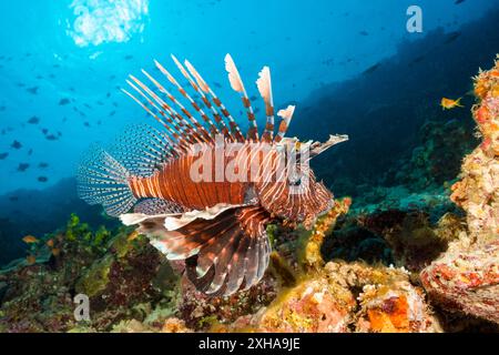 Luciole du diable, Pterois Miles, atoll de Felidhu, Océan Indien, Maldives Banque D'Images