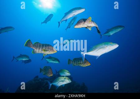 Chassant ensemble le thon rouge et le bar en cuir, Caranx melampygus, Dermatolepis dermatolepis, Socorro, îles Revillagigedo, Mexique, Océan Pacifique Banque D'Images