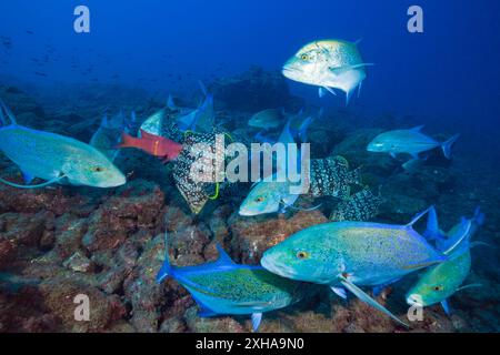 Chassant ensemble le thon rouge et le bar en cuir, Caranx melampygus, Dermatolepis dermatolepis, Socorro, îles Revillagigedo, Mexique, Océan Pacifique Banque D'Images