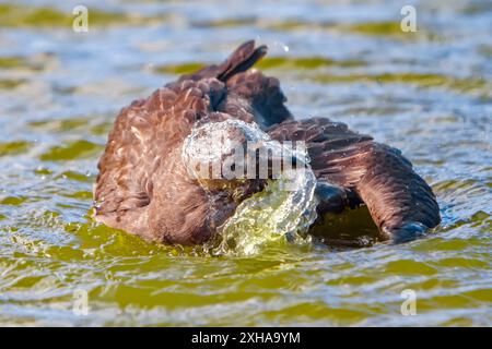 Skua brun, skua antarctique, Stercorarius antarcticus (anciennement Catharacta antarctica), baignant et prélasant dans un bassin d'eau de fonte sur le Peni antarctique Banque D'Images