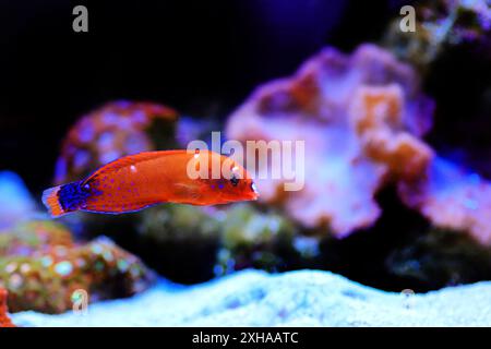 Red Coris Wrasse - (coris gaimard) Banque D'Images