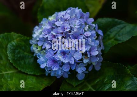 fleurs d'hortensia, belles fleurs bleues, blanches, violettes Banque D'Images