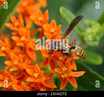 Guêpe à papier sombre (nordique) (Polistes fuscatus) sur herbe à papillons orangés (Asclepias tuberosa) Banque D'Images