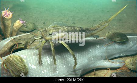 Une illustration de l'Euryptéridé éteint Kokomopterus (scorpions de mer) et des trilobites récupérant un Coelacanthe mort (poisson) sur un fond de lac trouble de 418 M. Banque D'Images