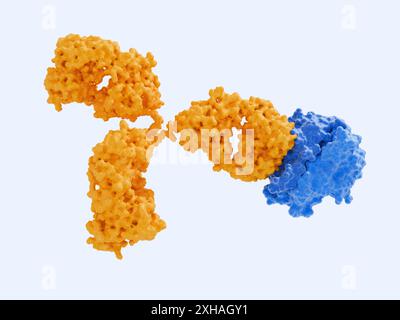 Illustration de la liaison de l'adalimumab (orange) au facteur alpha de nécrose tumorale cytokine (TNF-a, bleu). L'adalimumab est un anticorps monoclonal thérapeutique utilisé pour lier l'excès de TNF-a dans l'organisme, dont la surproduction provoque une inflammation, un gonflement et des douleurs. Il est utilisé pour le traitement des maladies auto-immunes telles que la polyarthrite rhumatoïde et psoriasique, la maladie de Crohn et la colite ulcéreuse. Banque D'Images