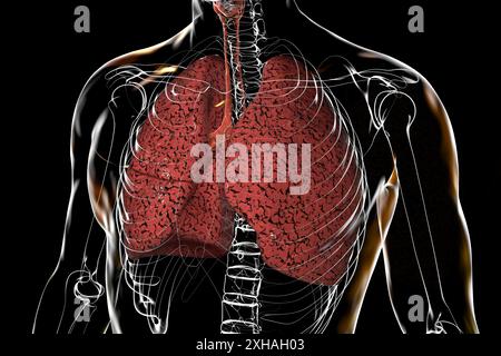 Illustration des poumons touchés par le tabagisme. Banque D'Images