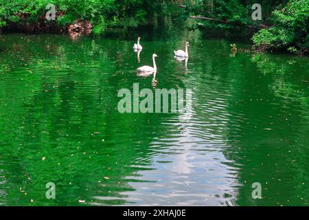 Les cygnes nagent dans un étang. Cygnes blancs nageant paisiblement sur un lac. L'eau est verte et trouble Banque D'Images