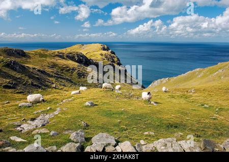 Les moutons paissent haut au-dessus de l'Atlantique sur les falaises de Slieve League à l'ouest de Killybegs dans le sud-ouest de Donegal. Irlande Banque D'Images