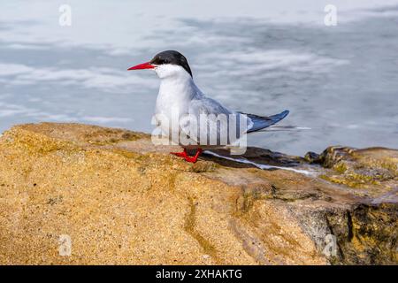 Sterne arctique, Sterna paradisaea, adulte, Signehamna, Krossfjord, Svalbard, Norvège Banque D'Images