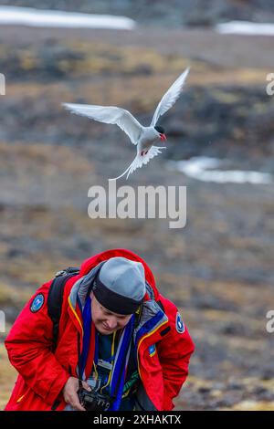 Touriste attaqué par la sterne arctique nidifiante, Sterna paradisaea, défendant son site de nid à Signehamna, Spitzberg, Svalbard, Norvège Banque D'Images